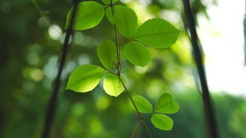 Green nature leaf with sunlight Stock Footage 97934238
