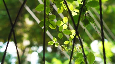 Green nature leaf with sunlight Stock Footage 98801647