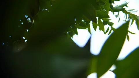 Green nature leaf on tree, crane shot scene Stock Footage 89259038