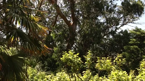 Green nature in the park Stock Footage 133281506