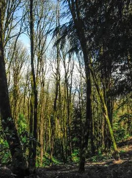 Green nature perspective Stock Photos