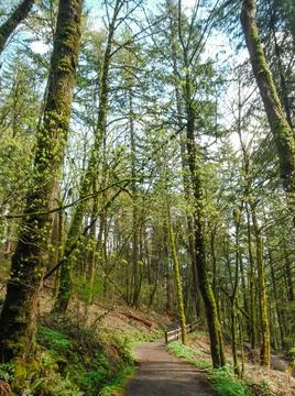 Green nature perspective Stock Photos