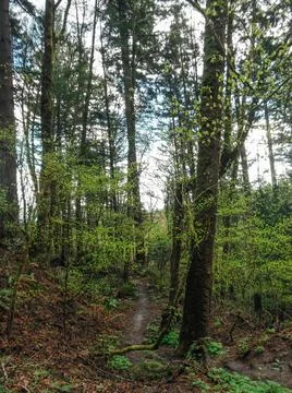 Green nature perspective Stock Photos