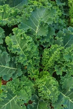 Green nature Stock Photos