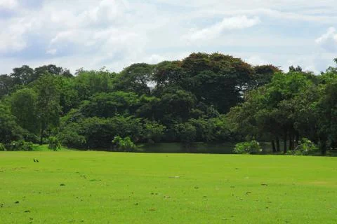 Green nature Stock Photos
