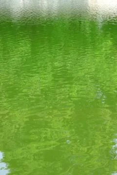 Green nature Stock Photos