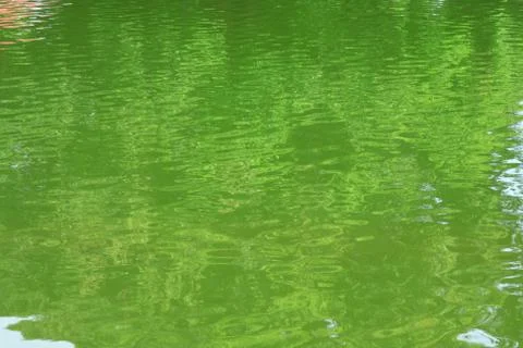 Green nature Stock Photos