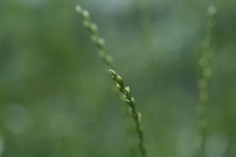 Green nature Stock Photos
