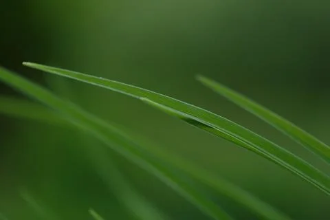 Green nature Stock Photos