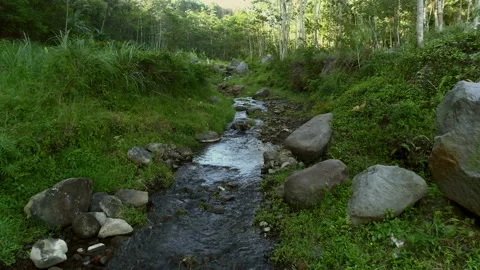 Green nature riverside view with small water flow Stock Footage 136672974