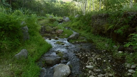 Green nature riverside view with small water flow Stock Footage 136673521