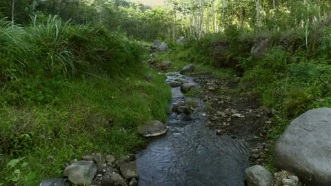 Green nature riverside view with small water flow Stock Footage 136673526