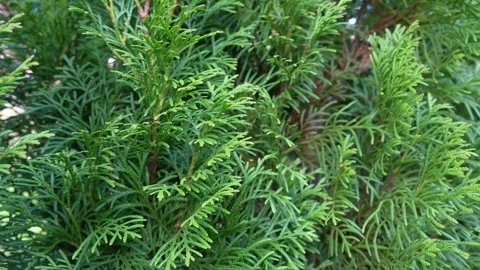 Green Nature Smooth Motion Background Vídeo Stock 312946170