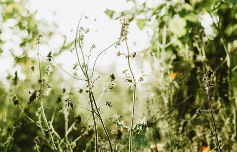 Green nature summer background with tiny plants and grass Foto stock