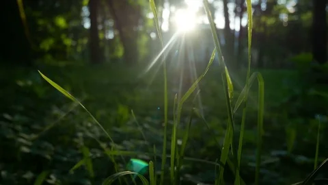 Green nature summer sun Stock Footage