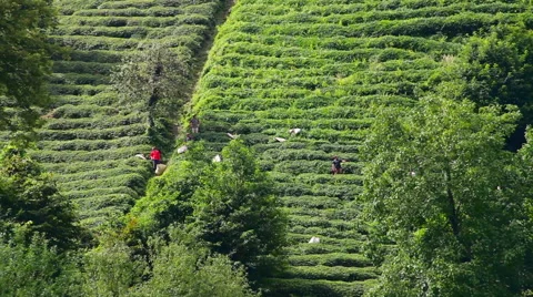Green nature summer tea  Stock Footage 68502014