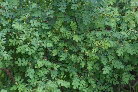 Green Nature Texture Pattern Stock Photos