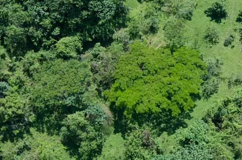 Green nature texture Stock Photos