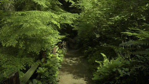 Green nature trail at Deception Pass Bridge State Park Washington Stock Footage 73526839