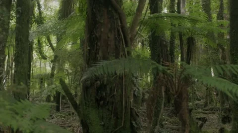 Green nature tree Stock Footage 237559756