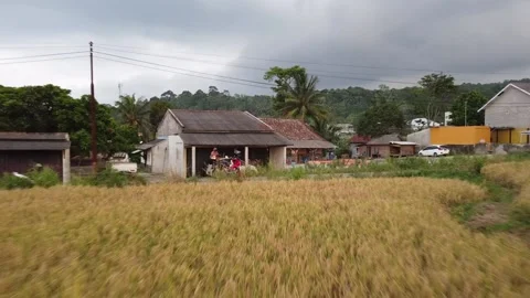 Green Nature view Video stock 198725688