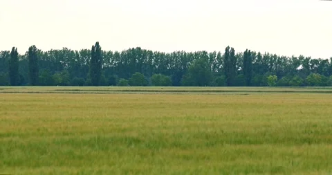 Green nd golden wheat fields in the evening sunset with forest in the background Stock Footage 291167618