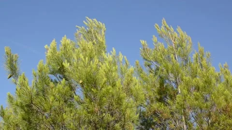Green needles and branches of Pine tree sways in the wind near beach Stock Footage 138793959