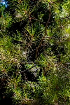 Green needles in backlight Stock Photos