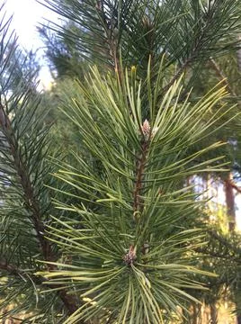 Green needles on the branches of a pine tree Stock Photos
