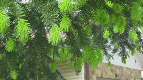 Green needles of a Christmas tree swaying in the wind Stock Footage 245511630