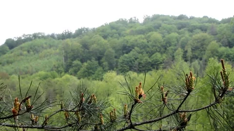 Green needles of conifer. Trees in the wild. Stock Footage 133042467