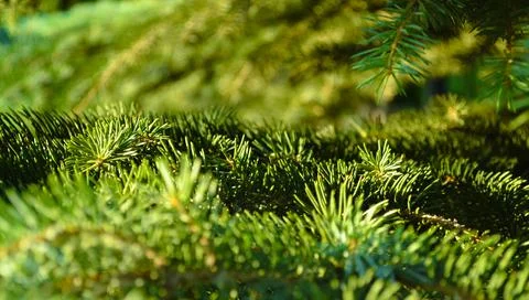 Green needles of a coniferous tree close-up in the light of the evening sun Foto stock