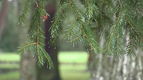 Green Needles drenched with Rain Stock Footage 104011947