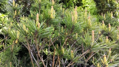 Green needles Stock-Footage 107542261