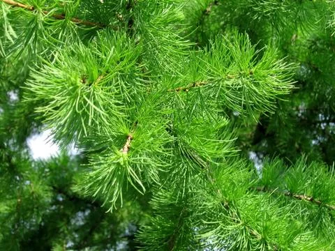Green needles Stock Photos