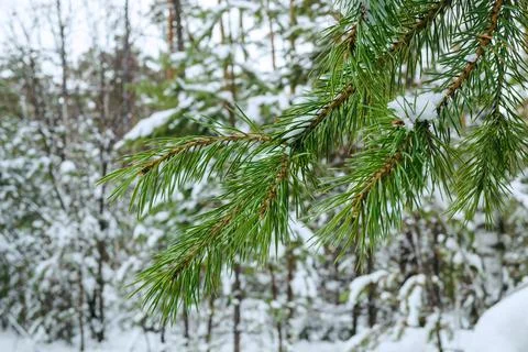 Green needles of a pine branch close-up in a winter forest Stock Photos