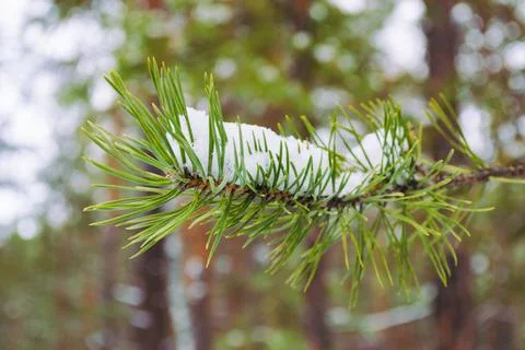 Green needles of a pine branch close-up in a winter forest Foto stock