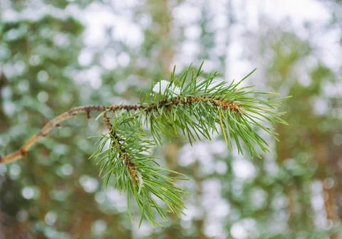 Green needles of a pine branch close-up in a winter forest Stock Photos