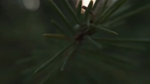 Green needles on a pine branch Stock Footage 136941008
