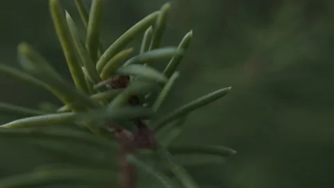 Green needles on a pine branch Stock Footage 136941121