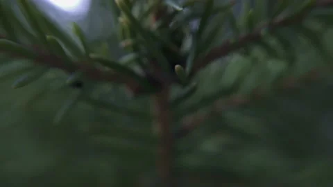 Green needles on a pine branch Stock Footage 136941131