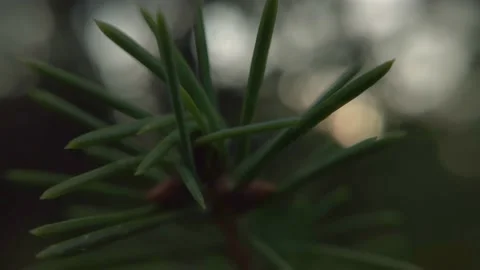 Green needles on a pine branch Stock Footage 136941155