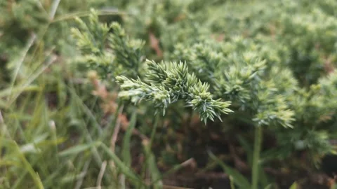 Green needles on a pine branch Video stock 137241840