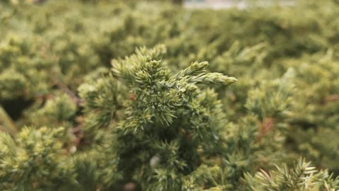 Green needles on a pine branch Video stock 137241859