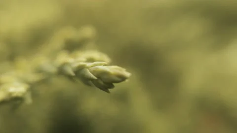 Green needles on a pine branch Video stock 137241878
