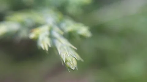 Green needles on a pine branch Video stock 137241897
