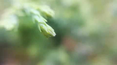 Green needles on a pine branch Video stock 137241917