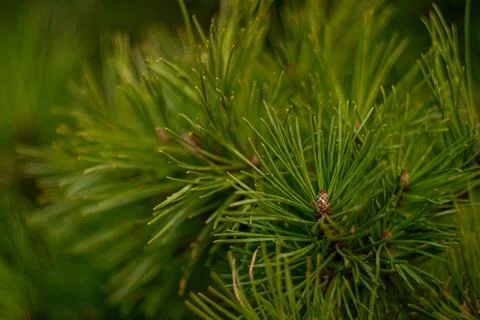 Green needles on pine branches, view of green pine branches Stock Photos