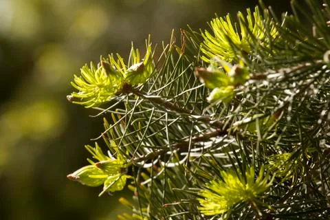 Green needles of pine Stock Photos