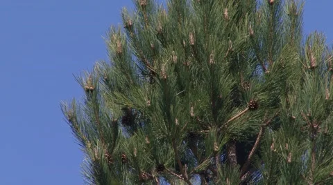 Green needles of the pine tree Stock Footage 52313242